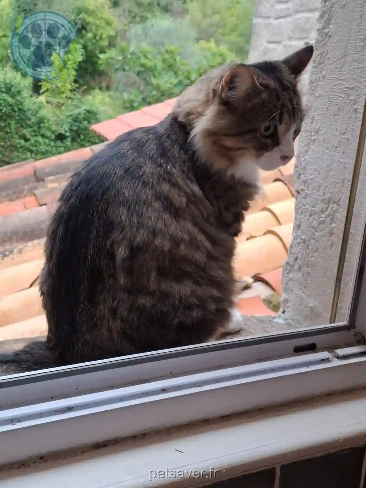 Chat Trouvé 06 Alpes-Maritimes - Hook-ou-loulou Chat Trouvé 06 Alpes-Maritimes - Hook-ou-loulou