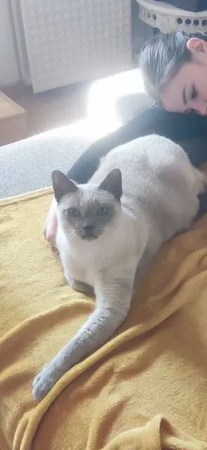 chat reunited   06510 Gattières Kouma