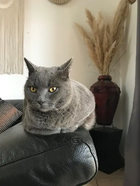 cat reunited    Cannes Mojito