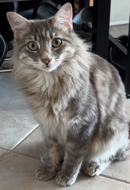 chat reunited   06270 Villeneuve-Loubet Moon