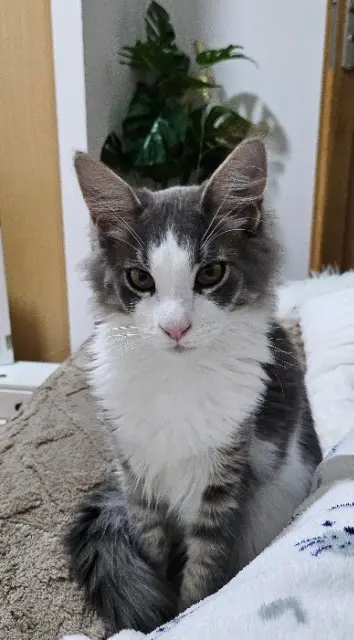 chat reunited   06830 Gilette Namsan