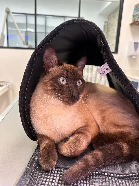 chat reunited    Nice Blue
