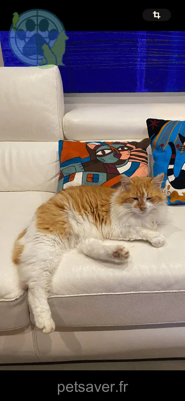 Chat Perdu 06 Alpes-Maritimes Nice - Bob Chat Perdu 06 Alpes-Maritimes Nice - Bob