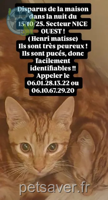 chat reunited Nice Dexter