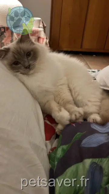 chat reunited    Nice Doudou