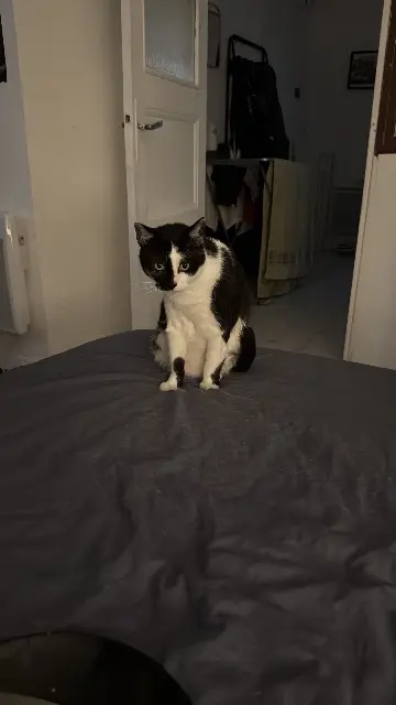 chat reunited    Nice Floki