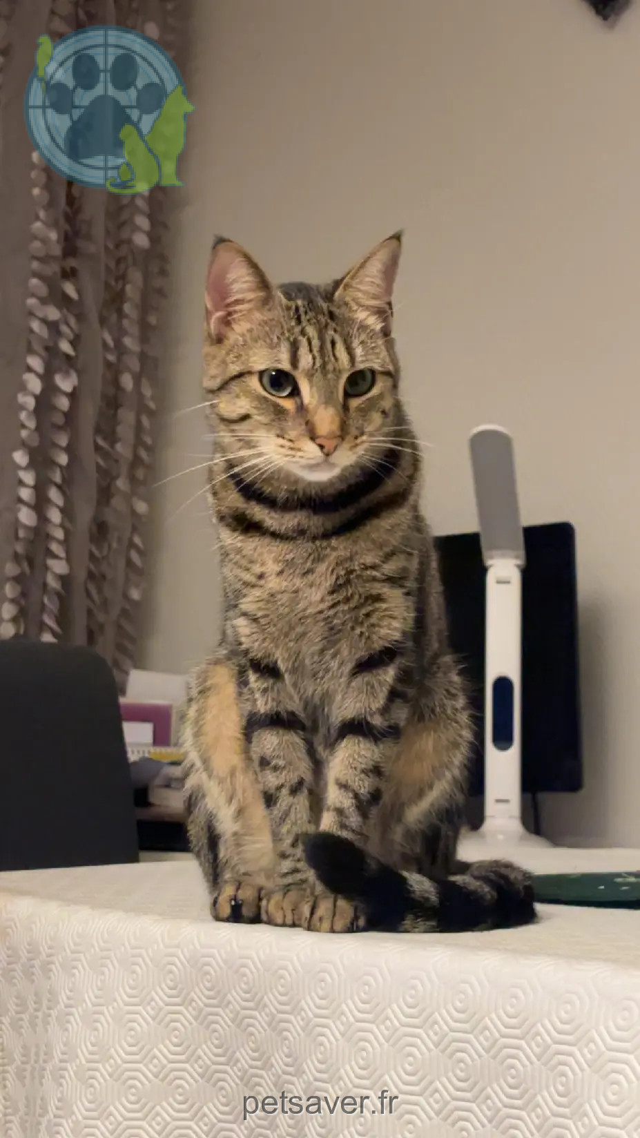 Kater wiedergefunden 81 Boulevard Virgile Barel 06300 Nice Osiris Kater reunited 81 Boulevard Virgile Barel 06300 Nice Osiris