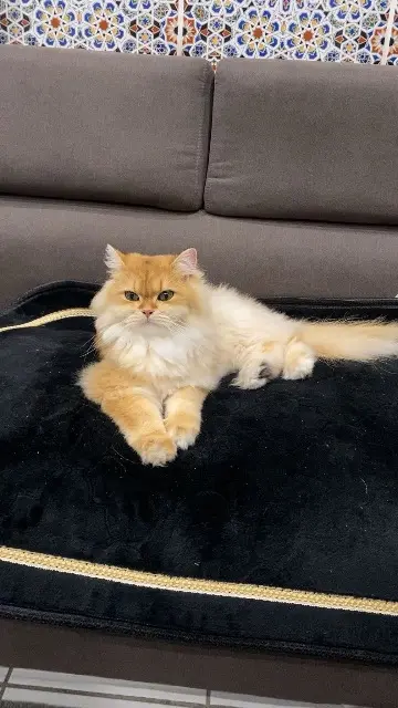 chat reunited    Nice Ramses