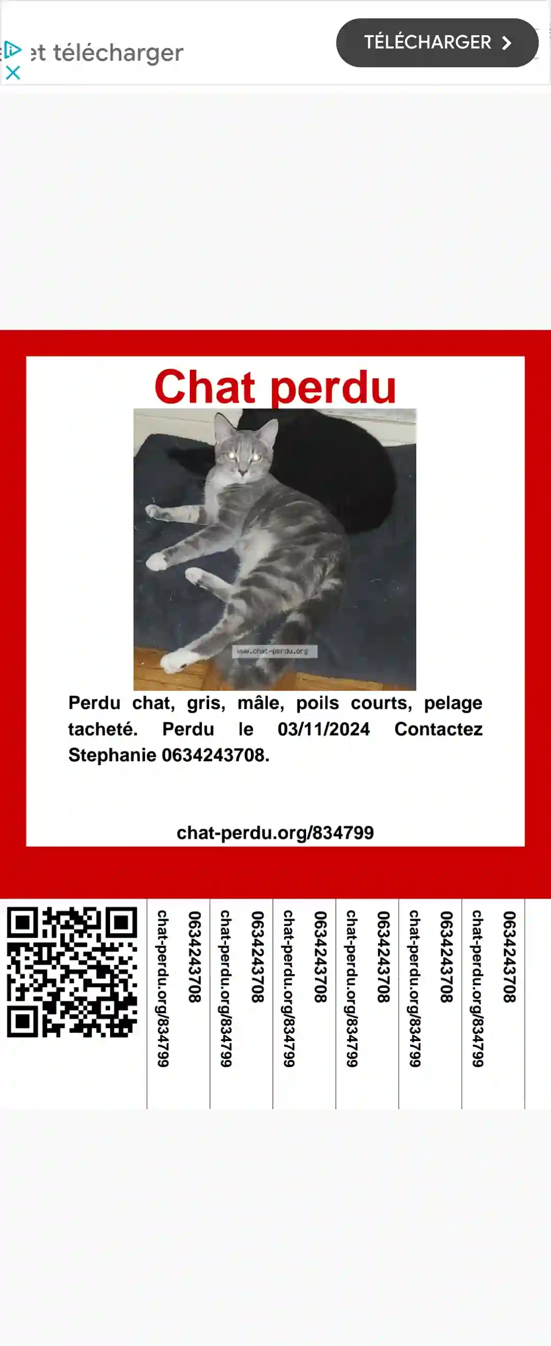 Chat Perdu 06 Alpes-Maritimes Nice - Sayan Chat Perdu 06 Alpes-Maritimes Nice - Sayan