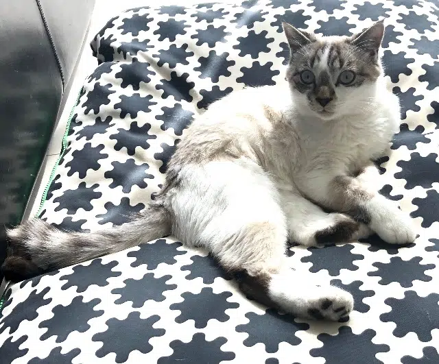 chat reunited    Nice Simba