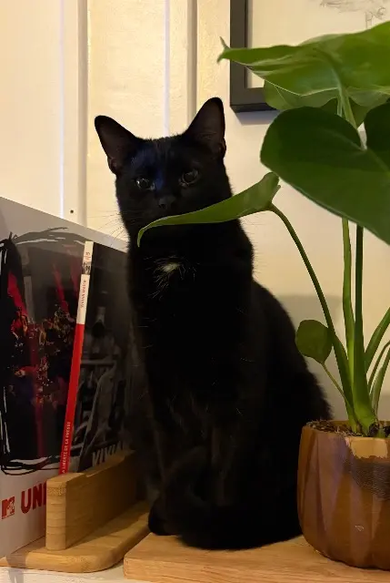 chat reunited    Nice Tilos