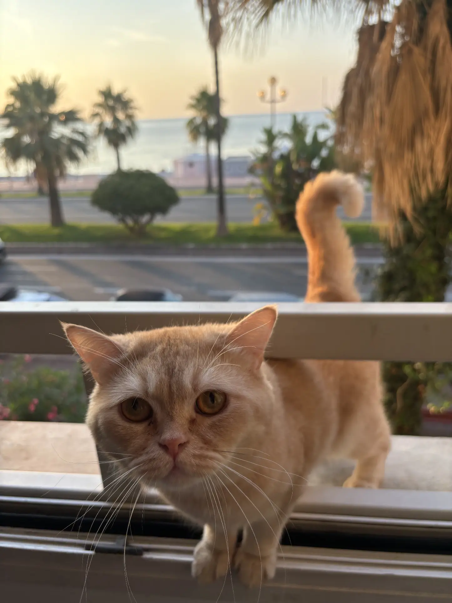 Chat Perdu 06 Alpes-Maritimes Nice - Toffee Chat Perdu 06 Alpes-Maritimes Nice - Toffee