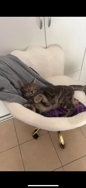 chat reunited    Nice Yuki