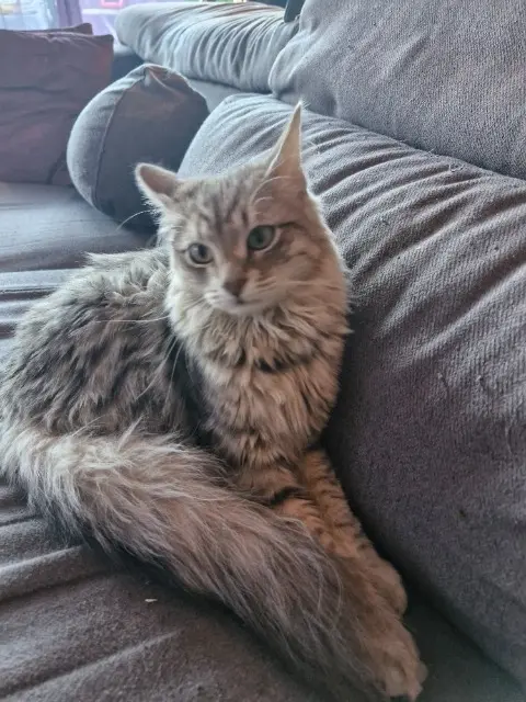 chat reunited    Nice Zeus