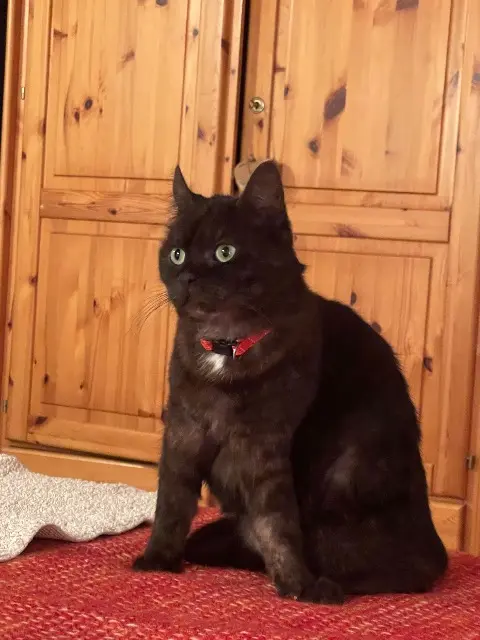 chat reunited    Nice Zouzou