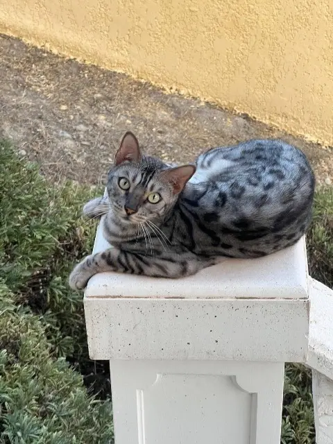 chat reunited   06440 L'Escarène Oreo