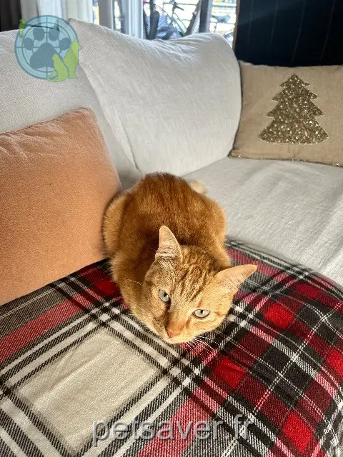 Kater reunited 06800 Cagnes-sur-Mer Orion