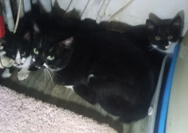 chat reunited   06650 Le Rouret Rambo