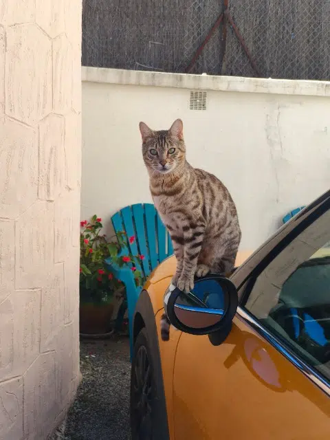 chat reunited   06250 Mougins Rio