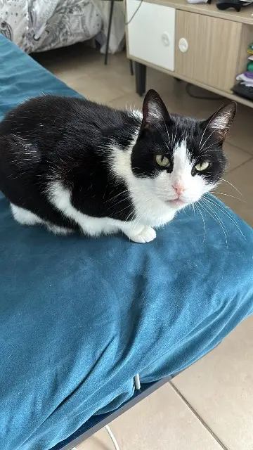 chat reunited   06210 Mandelieu-la-Napoule Rio