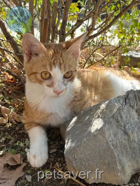 chat reunited    Grasse Rivari