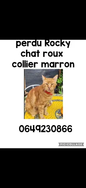 chat reunited   06270 Villeneuve-Loubet Rocky