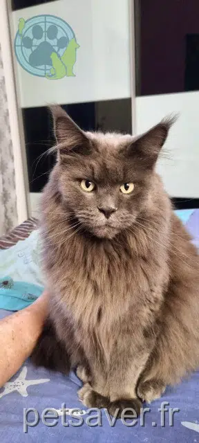 chat reunited 06550 La Roquette-sur-Siagne Romeo