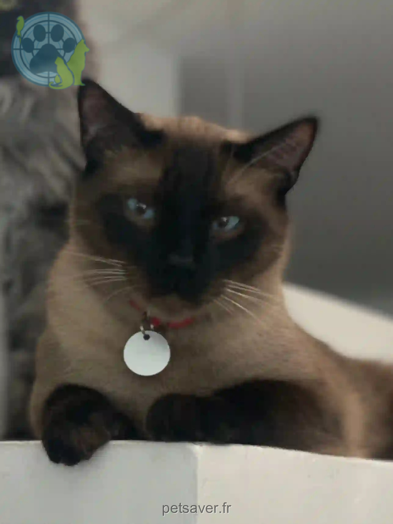 Chat Trouvé 06 Alpes-Maritimes - Roméo Chat Trouvé 06 Alpes-Maritimes - Roméo