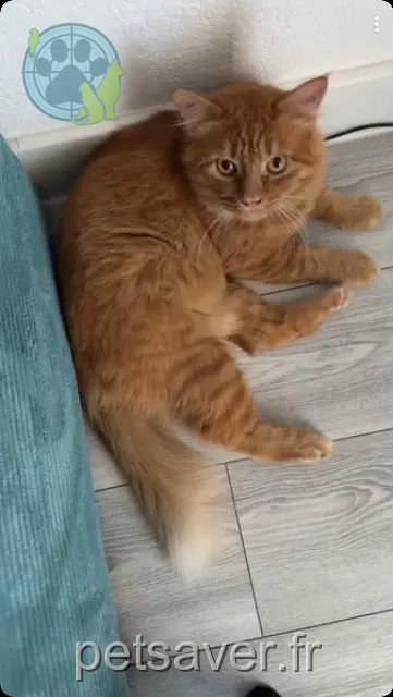 chat reunited 06240 Beausoleil Rooky