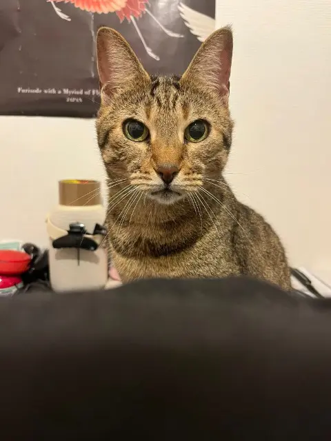 chat reunited    Antibes Sid