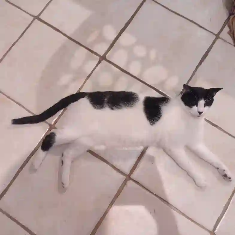 Chat Trouvé 06 Alpes-Maritimes - Splinter Chat Trouvé 06 Alpes-Maritimes - Splinter