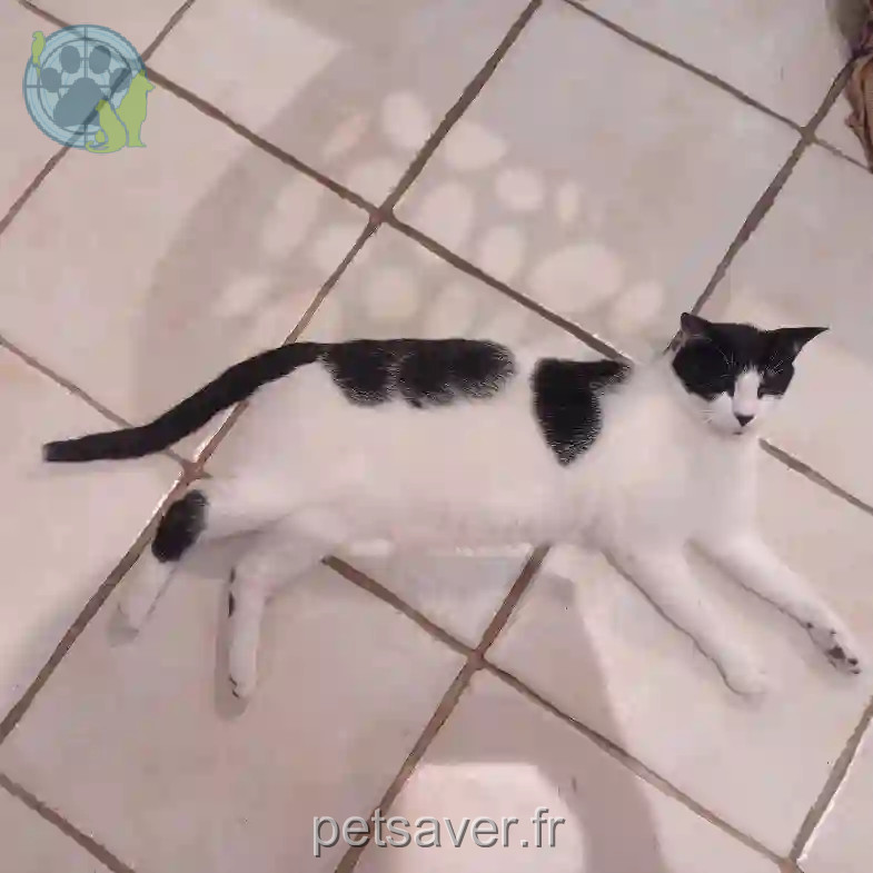 Chat Trouvé 06 Alpes-Maritimes - Splinter Chat Trouvé 06 Alpes-Maritimes - Splinter