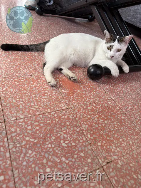 chat reunited   06330 Roquefort-les-Pins Stitch