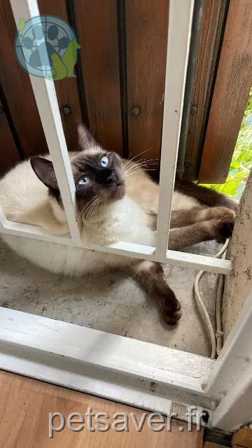 chat reunited 06250 Mougins Sunday