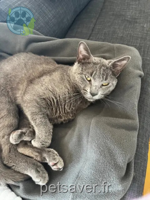 gato reunited 06620 Le Bar-sur-Loup Sven
