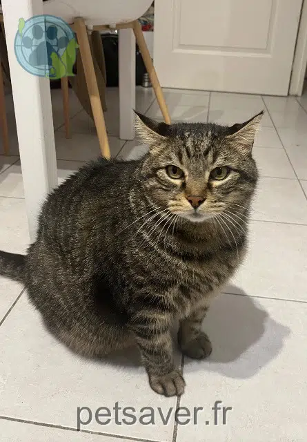 chat reunited   06700 Saint-Laurent-du-Var Teddy