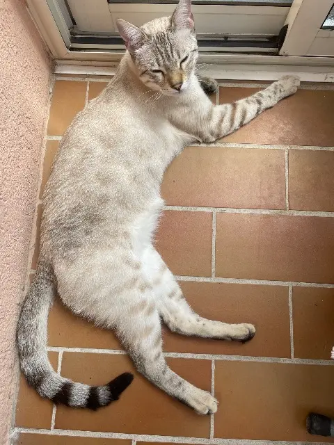 chat reunited   06700 Saint-Laurent-du-Var Victor