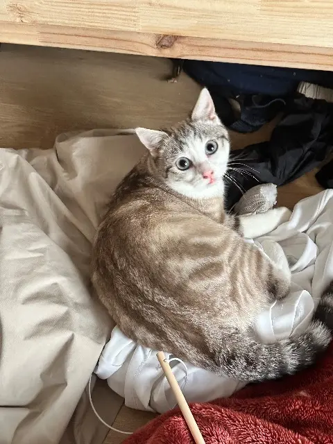 chat reunited   07430 Vernosc-lès-Annonay Alaska