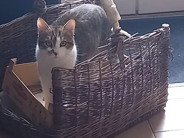 chat reunited   07120 Saint-Alban-Auriolles Filou