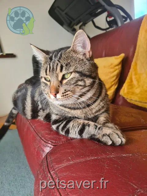 chat reunited 07340 Félines Medine