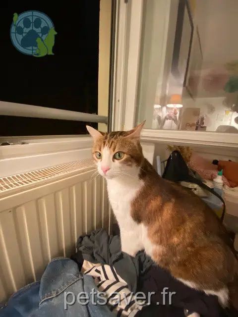 chat reunited   07240 Saint-Jean-Chambre Oki
