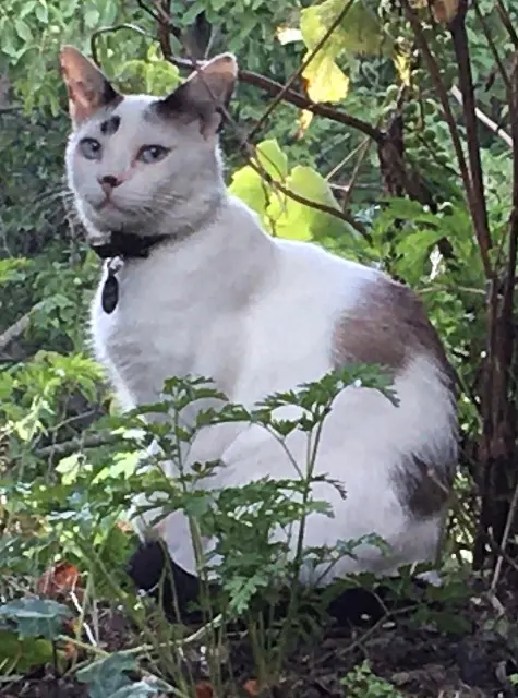 chat reunited   07450 Burzet Pinpin