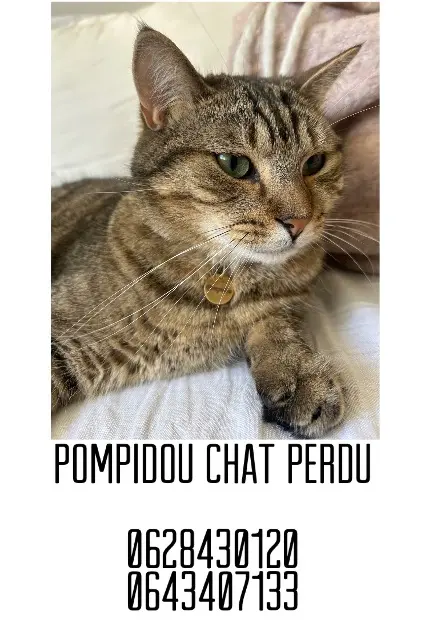 chat reunited   07170 Villeneuve-de-Berg Pompidou