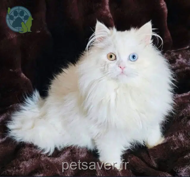 cat reunited   07120 Ruoms Snow