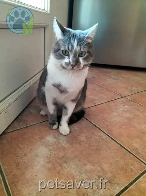 chat reunited   07200 Aubenas Tibbs