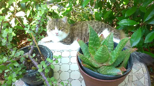 Kater wiedergefunden Chemin de la Champtressac 07120 Auriolles Wally Kater reunited Chemin de la Champtressac 07120 Auriolles Wally