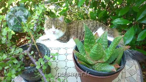 cat reunited Chemin de la Champtressac 07120 Auriolles Wally cat reunited Chemin de la Champtressac 07120 Auriolles Wally