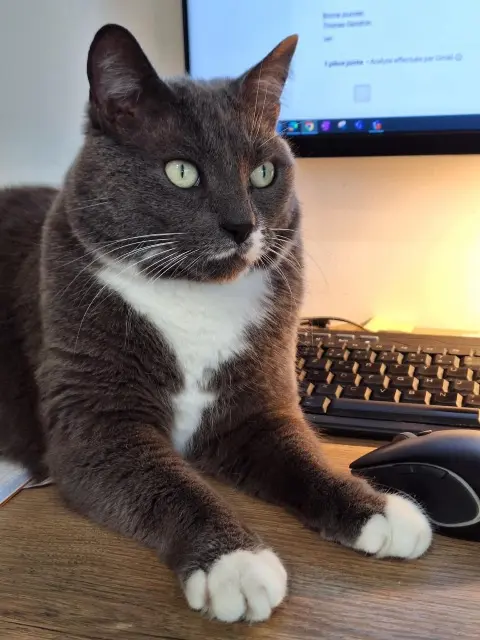 chat reunited   08500 Les Mazures Gucci