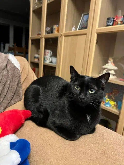 chat reunited   08110 Carignan Miaouss