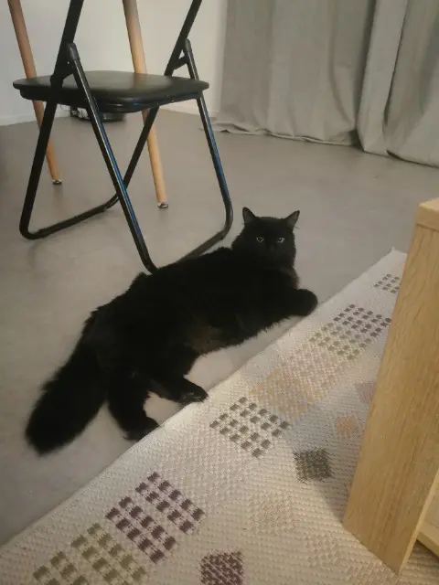chat reunited   08110 Carignan Salem